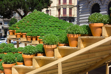  Potted basil plants traditionally given as gifts or used to decorate the home in Porto around St. John's Eve (Festa de Sao Joao do Porto) which is also Midsummer's Eve.
