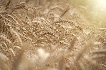 Wheat field, beautiful wheat field lit by sunlight in late afternoon