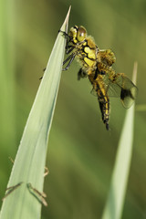 Insectes du marais de Montfort - Grésivaudan - Isère.