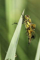 Insectes du marais de Montfort - Grésivaudan - Isère.