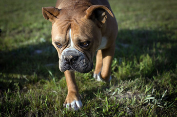 Bulldog Walking