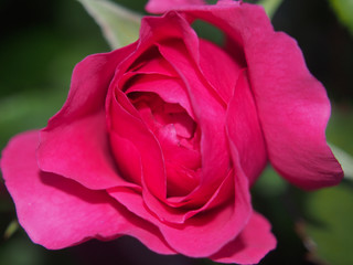 Blossoming Bud of a red rose. Flower blooming on a Bush. Red petals.