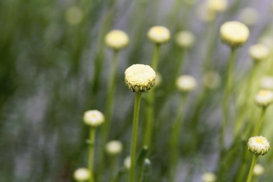 Blooms of Santolina viridis
