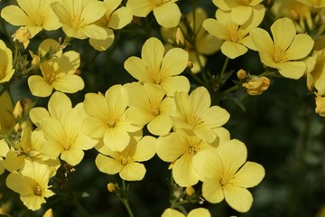 Golden flax (Linum flavum)