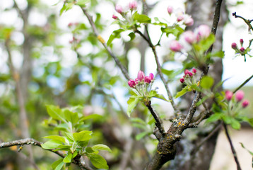 Pommier en fleurs