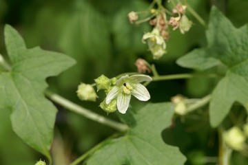 Cretan bryony (Bryonia cretica)
