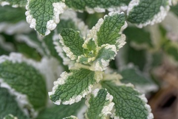 Pineapple mint (Mentha suaveolens Variegata) © ChrWeiss