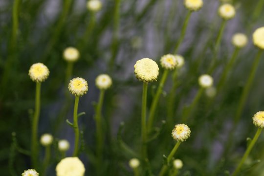 Blooms of Santolina viridis
