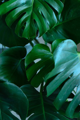 Dark green leaves of monstera (split-leaf philodendron) tropical foliage plant growing in wild. Floral background. top view - in dark tone © alekosa