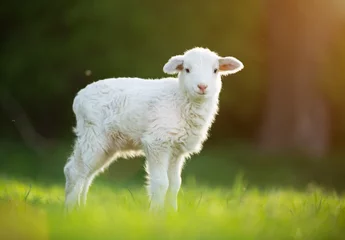 Door stickers Sheep cute little lamb on fresh green meadow