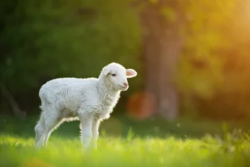 Abwaschbare Fototapete Schaf süßes kleines Lamm auf frischer grüner Wiese