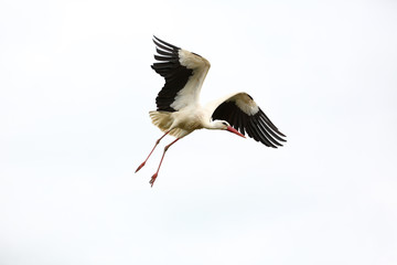 storch im flug
