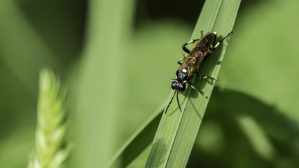 Insectes du marais de Montfort - Grésivaudan - Isère.