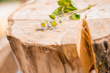flowers and strawberries on an old wooden log.