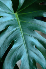 Dark green leaves of monstera (split-leaf philodendron) tropical foliage plant growing in wild. Floral background. top view - in dark tone