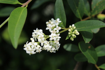 Troène (Ligustrum)