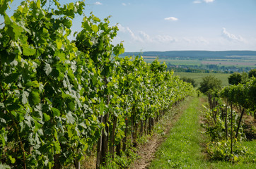 Fototapeta na wymiar views to the vineyard countryside