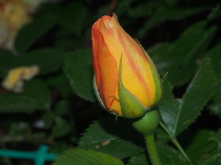 The blossoming Bud of pink roses. Garden flower.