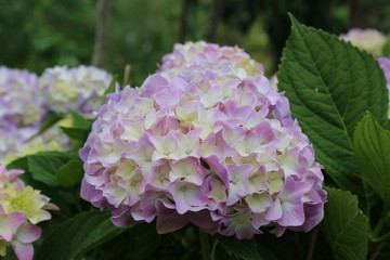 Fleur d'hortensia