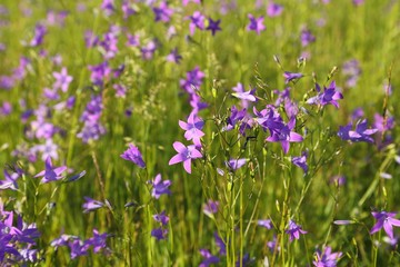 Naklejka premium Campanula patula.