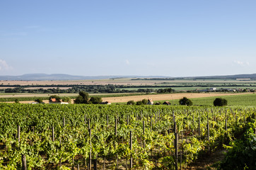 Fototapeta na wymiar views to the vineyard countryside