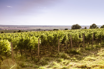 Fototapeta na wymiar beautiful vineyard views