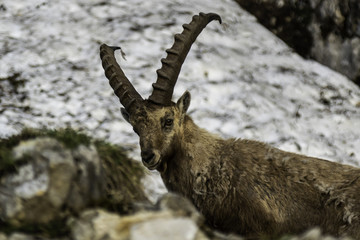 Bouquetins de Chartreuse - Isère.