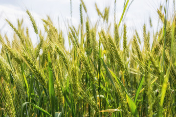 Field of ripening grain, barley, rye or wheat in the summer against the cloudy sky. Agriculture.Ukraine