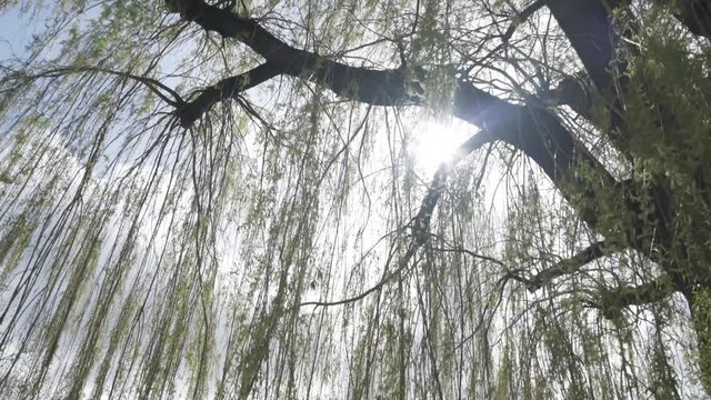 Slow Dolly Movement Below Willow Tree with Sun Flare