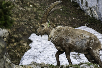 Bouquetins de Chartreuse - Isère.