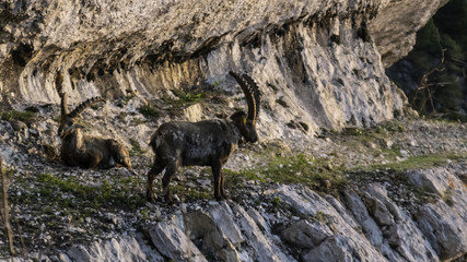 Bouquetins de Chartreuse - Isère.