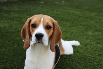 Beagle Puppy
