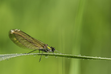 Insectes du marais de Montfort - Grésivaudan - Isère.