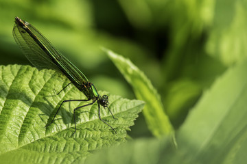 Insectes du marais de Montfort - Grésivaudan - Isère.