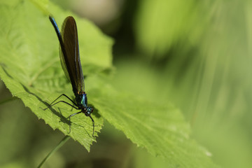 Insectes du marais de Montfort - Grésivaudan - Isère.