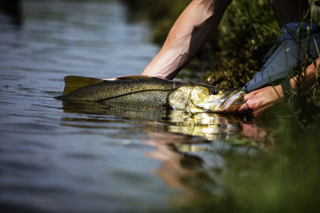 Releasing  A Freshwater Snook