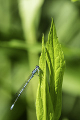 Insectes du marais de Montfort - Grésivaudan - Isère.