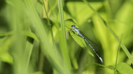 Insectes du marais de Montfort - Grésivaudan - Isère.