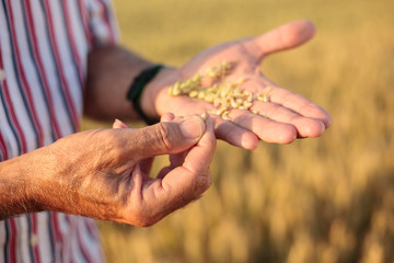 Close up of a senior agronomist or farmer examining wheat seed quality before the harvest. Selective focus on foreground