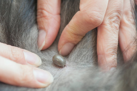 Close-up Of Tick Sucking Blood On Dog Skin.