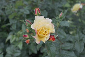 rose, flower, red, nature, garden, flowers, roses, love, beauty, green, beautiful, flora, plant, flowering, petal, floral, summer, leaf, petals