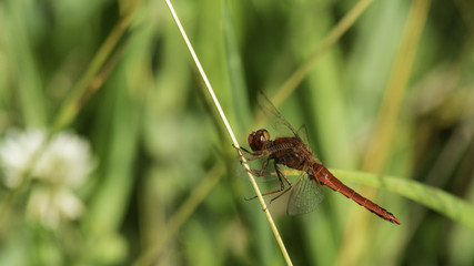 Insectes du marais de Montfort - Grésivaudan - Isère.