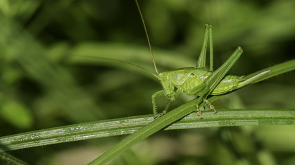 Insectes du marais de Montfort - Grésivaudan - Isère.