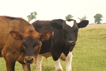 Two calves grazing on pasture