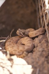 Small Rattlesnake Suns itself on top of burrow