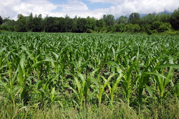 Fototapeta na wymiar champ de maïs