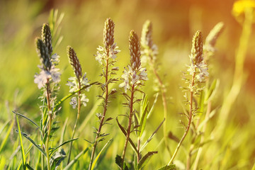 spring fresh grass. toned. natural background.