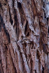 Close Up Texture of Tree Bark Vertical