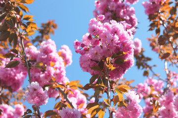blooming sakura. natural background