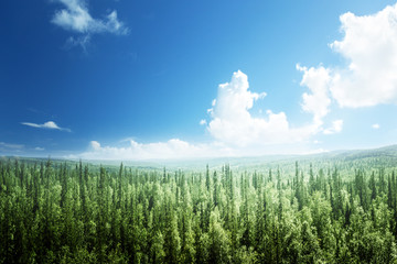 fir tree forest in sunny day